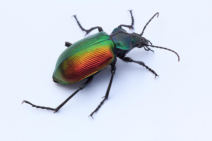 Carabus nemoralis? no, Calosoma sycophanta